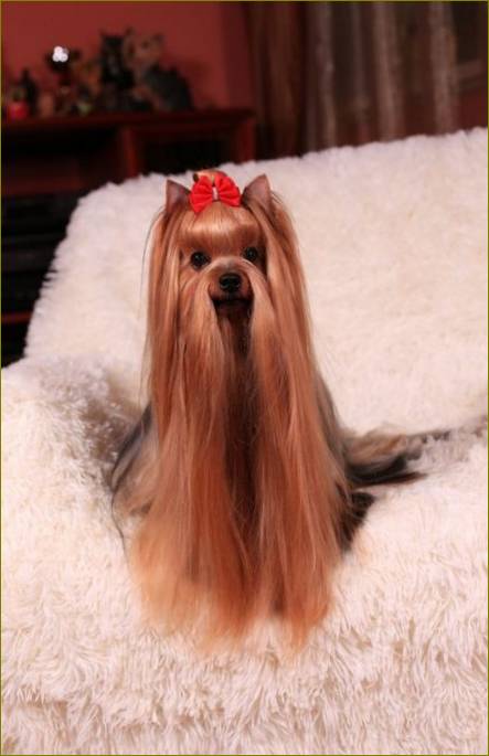 Yorkshire terrier.jpg