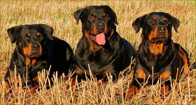 Rottweiler rodun kuva