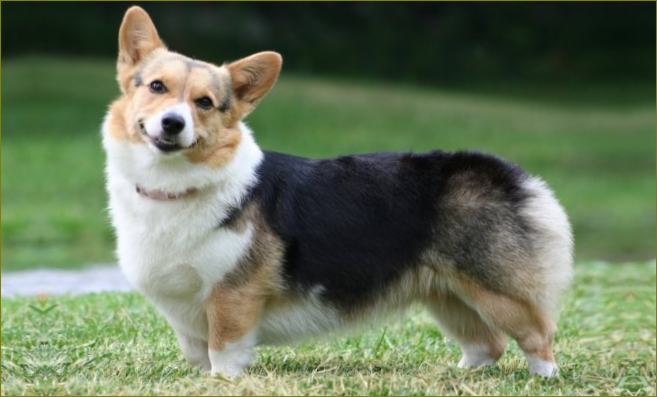 corgi ilman VD.jpg