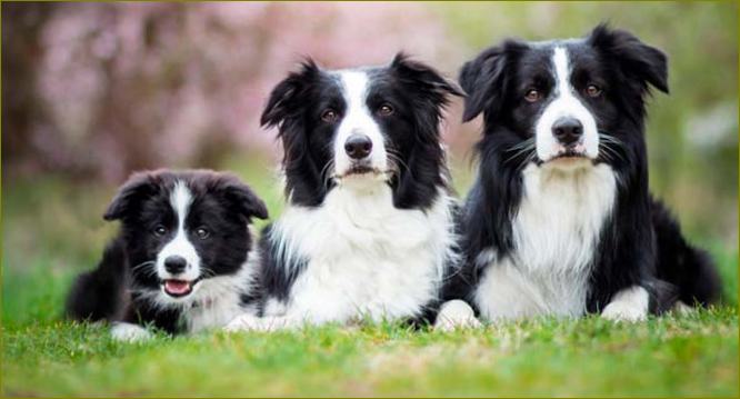 Border collie kuva pentu