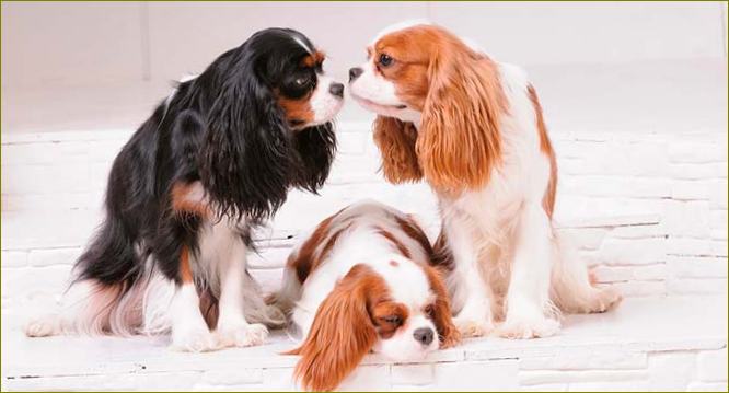 Cavalier King Charles Spaniel kuvia eri väreistä