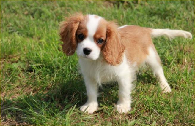 Cavalier King Charles spaniel.jpg