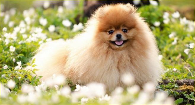 Pomeranian Spitz.jpg