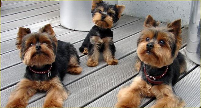 Yorkie kuvia