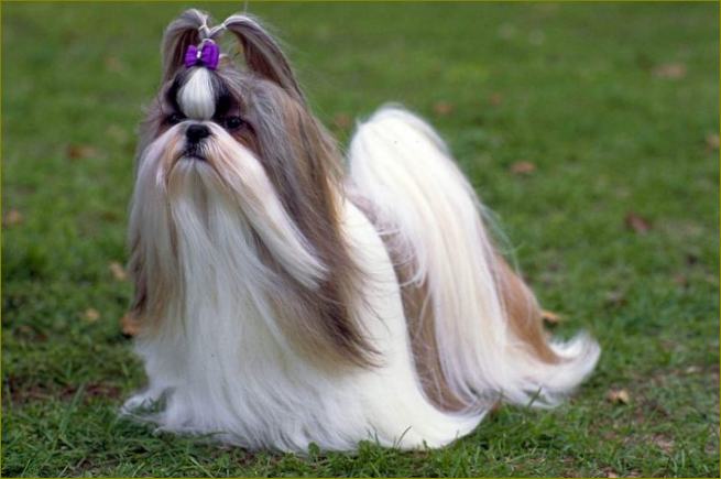 Shih Tzu.jpg