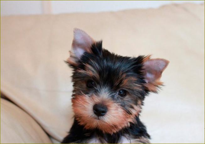 Yorkie pentu