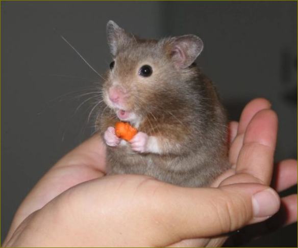 Hamsteri